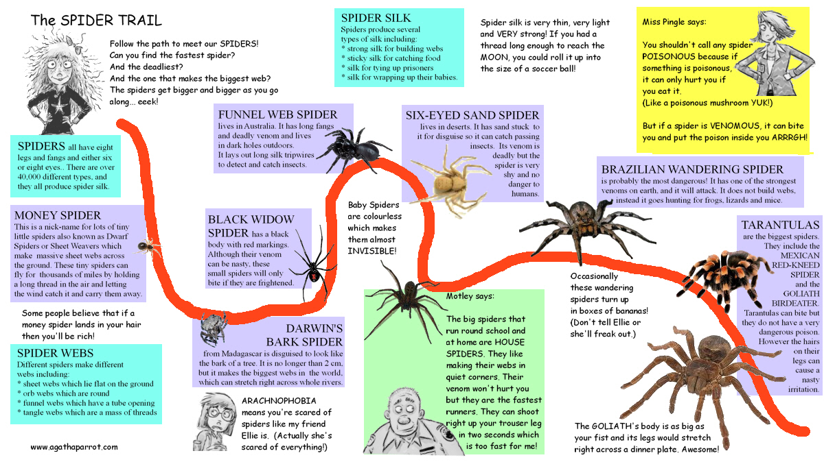 A spider has got eight. Facts of Spiders. Spider перевод. Spider can make. Паук small Land.